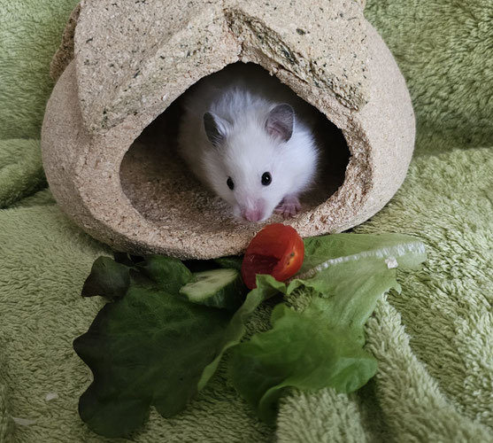 was kann ich für meine Hamster wegen dieser Hitze machen
