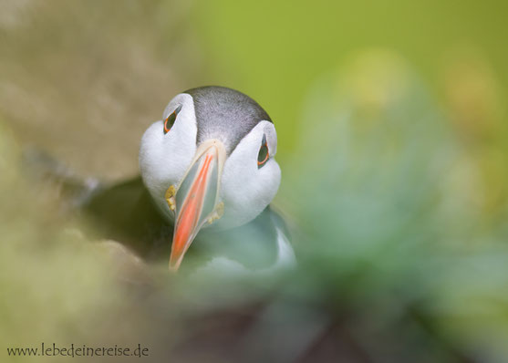 Foto: Island