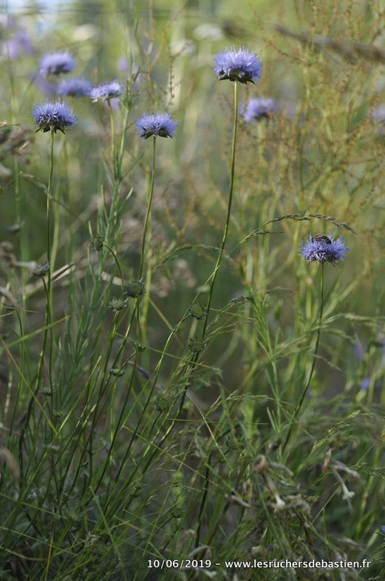 Jasione montana, Cévennes