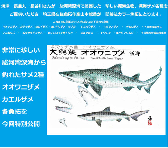NEW SALES OFFER - fishprintermineo ページ！