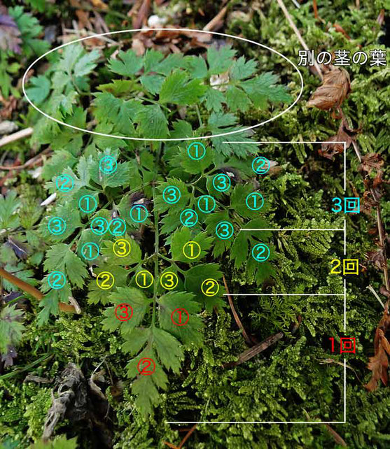 ウスギオウレンの根生葉は3界3出複葉（説明表示）