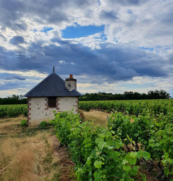 vineyard-lodge-AOC-Vouvray-wine-tour-Loire-Valley-wine-tasting-local-guide