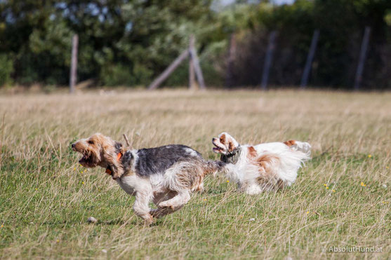 Pollux & Coco beim Welpentreffen, Hund