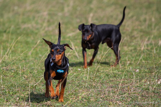 Pollux & Coco beim Welpentreffen, Hund