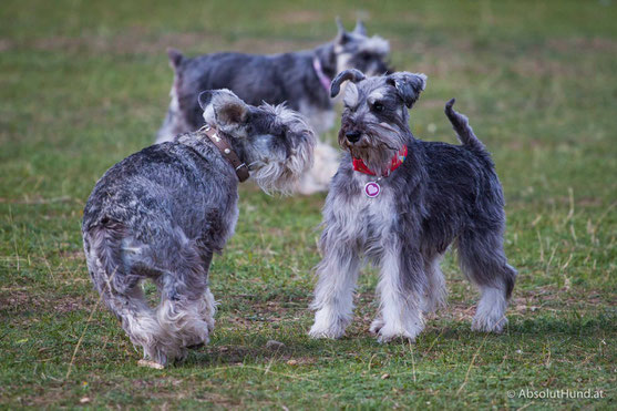 Pollux & Coco beim Welpentreffen, Hund