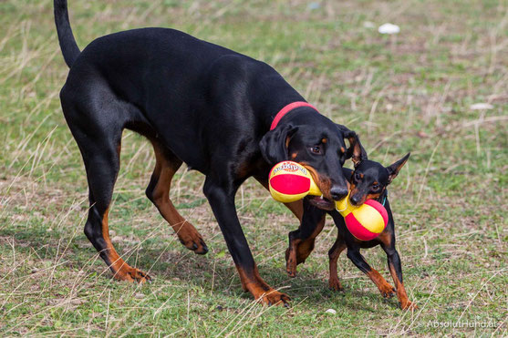 Pollux & Coco beim Welpentreffen, Hund