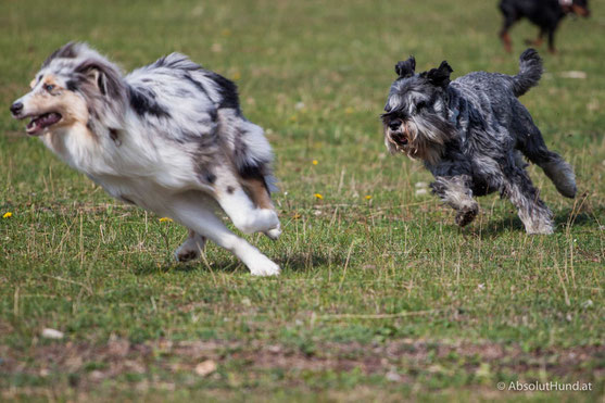 Pollux & Coco beim Welpentreffen, Hund
