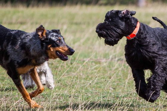 Pollux & Coco beim Welpentreffen, Hund