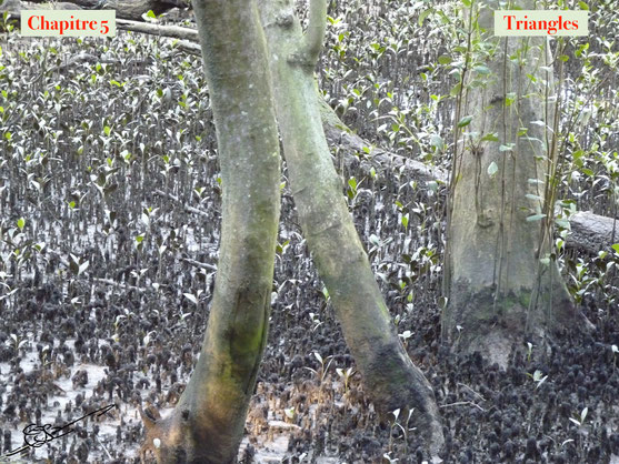 5-TRIANGLES dans la Mangrove