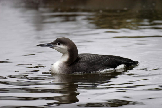 Prachttaucher - Marcus-Bosch