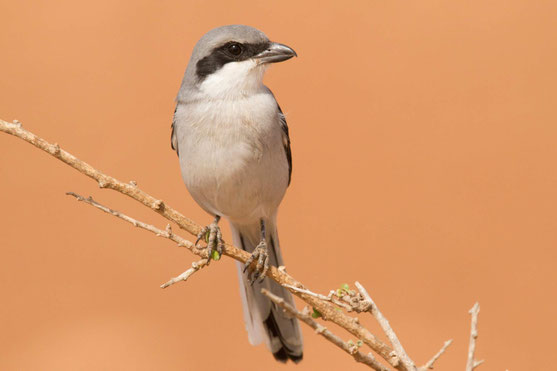 Raubwürger - Rosl Roessner