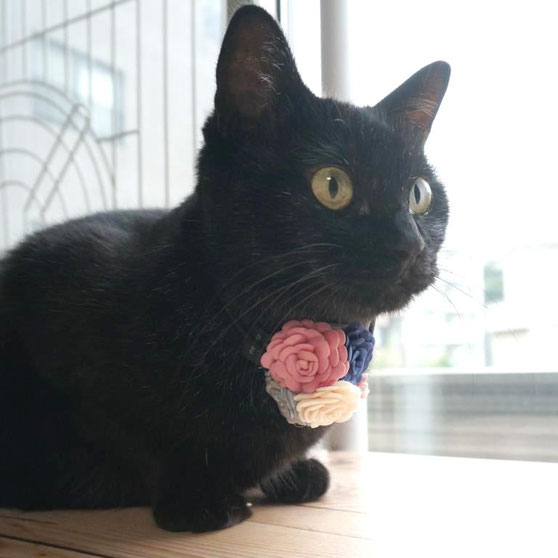 黒猫ののこ