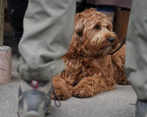 Der Hund ist entspannt bei seinem Mensch