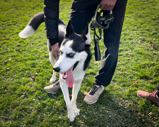 Ein Husky Tierschutz Hund ist gerade noch schnell unsicher und schnell überfordert ist.