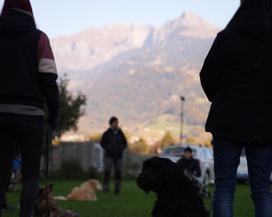 Mensch-Hunde Teams sind in einer ruhigen sozialer Stimmung