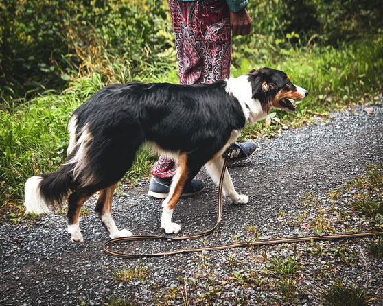 Border Collie an der Leine, mit Bewegung und guter Team- Dynamik