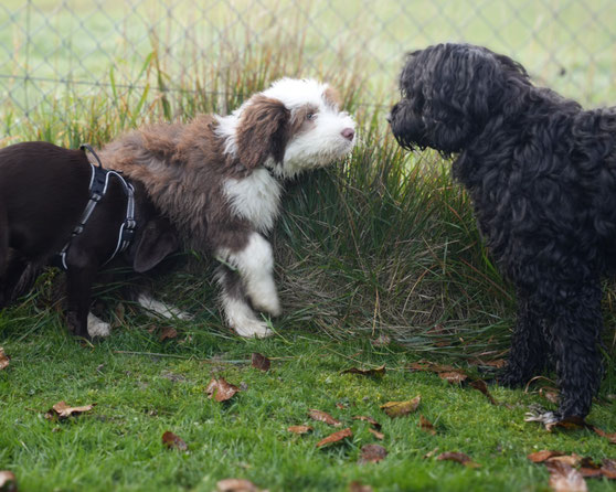 Drei junge Hunde treffen sich neugierig am Zaun und kommunizieren über Körpersprache im Gras. Welpenspiel und Sozialkontakt in Igis - Pinuu Dog