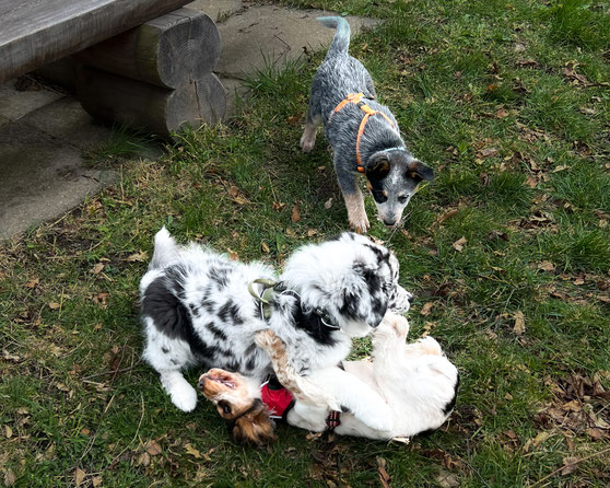 Ein junger Hund liegt spielerisch auf dem Rücken, wärend ein anderer Welpe neugierig Kontakt aufnimmt - soziale Kommunikation im Spiel auf der Wiese. Welpenspiel und Hundekommunikation auf der Wiese- soziales Lernen bei Pinuu Dog Graubünden. 