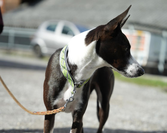 Hund fühlt sich an lockerer Leine sicher und entspannt