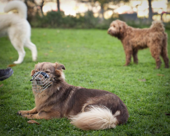 Hund mit Maulkorb entspannt in der Hundegruppe 