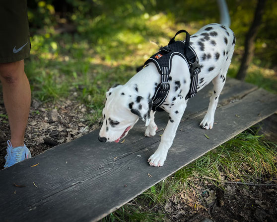 Ein Dalmatiner läuft über den Holzsteg im Wald und wird begleitet. Alltagstraining mit Hund, Orientierung im Gelände - Pinuu Dog Graubünden