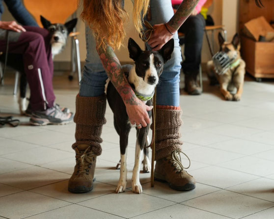 Nicole Brinkmann, Hundetrainerin analysiert Verhalten im Seminar in der Schweiz.  Spezialgebiet Verhaltensauffällige  Hunde
