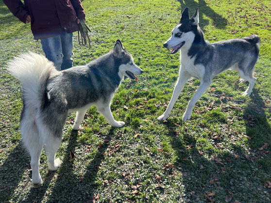 Der Husky ist nicht sicher ob sie sich auf den anderen Hund einlassen soll