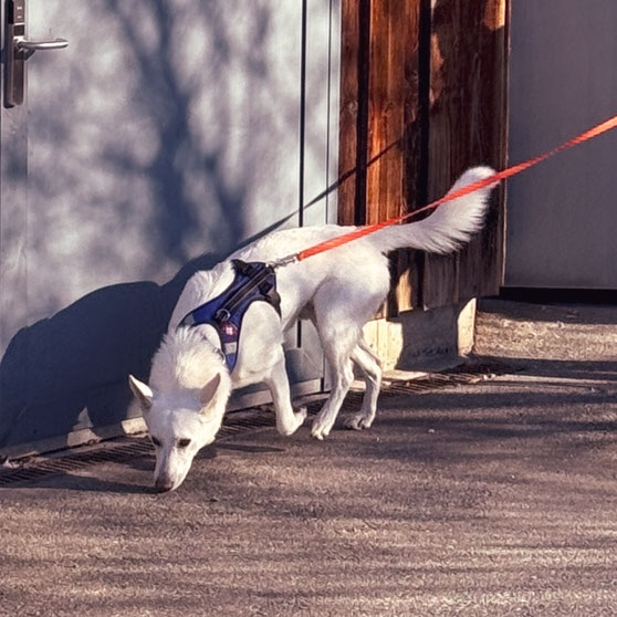 Personenspürhund beim Maintrailing, bei konzertierter Suche im Alltag, geführt über ruhige Begleitung. 