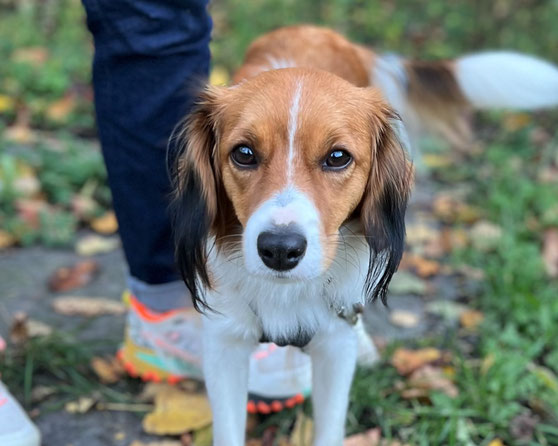Ein junger Kooikerhondje fragt gerade nach, was sie jetzt tun soll?