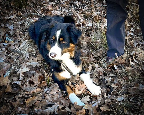 Der Aussi liegt entspannt im Herbstlaub und ist weder gestresst noch überfordert. 