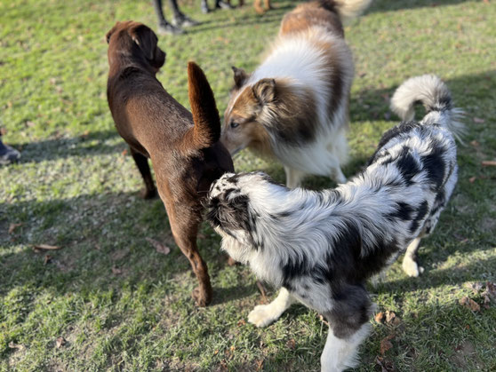 Hund signalisiert Beschwichtigung durch Abwenden des Kopfes.