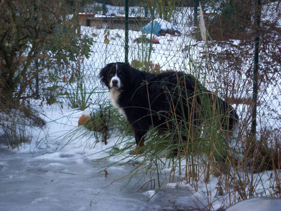 Barney am zugefrorenen Teich