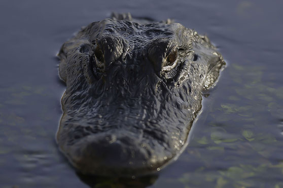 Mississippi-Alligator, Porträt, Everglades-Nationalpark, Florida, USA