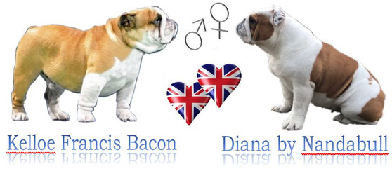 Allivamento Bulldog Inglese Cuccioli Bulldog Inglese Nandabull