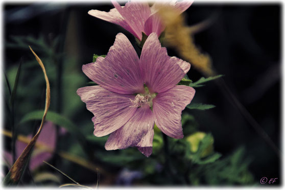 Die Blüte einer Malve