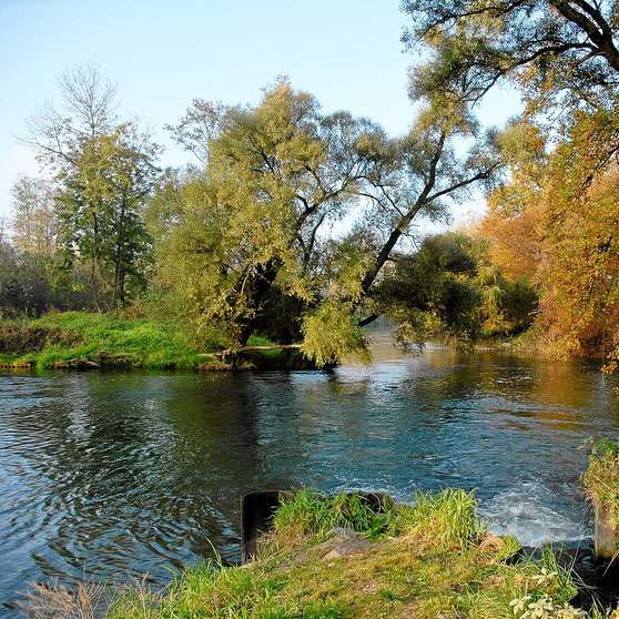 integriertes Rheinprogramm Baubegleitung in Breisach