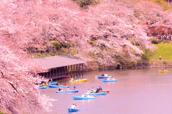 櫻花很美,可是西生菜葉也不錯(Flickr:Yoshikazu TAKADA)