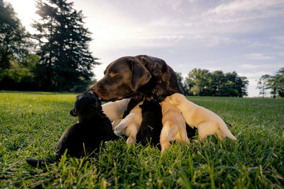 CHIOTS MAMAN TETEE