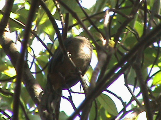 En la foto esta el pajaro llamado Dichosofui canta por la mañanas y las tardes es de un plumaje sencillo pero su canto es bonito...