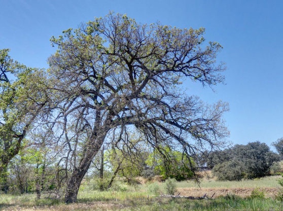 QUEJIGO DE LA DEHESA MILLA. VILLANUEVA DE PERALES. ÁRBOL SINGULAR DE LA COMUNIDAD DE MADRID.