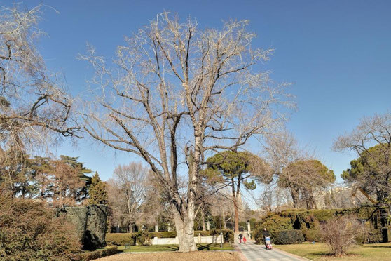 ARCE PLATEADO DE LOS JARDINES DE CECILIO RODRIGUEZ. PARQUE DEL RETIRO. MADRID.