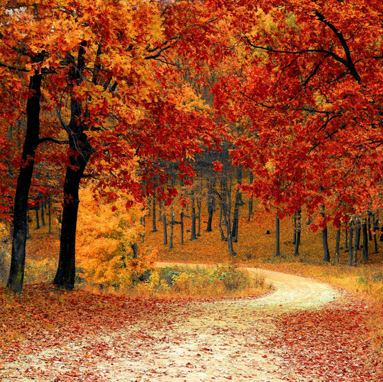 Herbst QiGong in Uuttigen