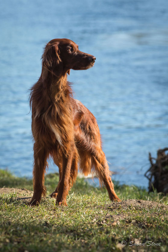 Rasmus an der Aare 