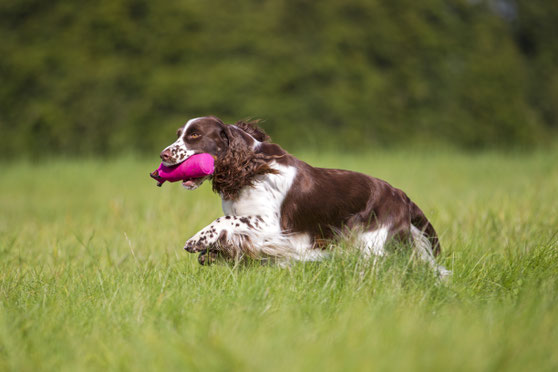 Ilse retrieving a Dummy, Photo: Nele Goetz