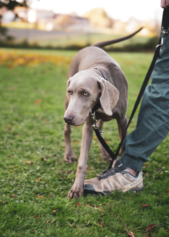 Ein Weimaraner an der Leine, zeigt Unsicherheit und sucht Orientierung. 