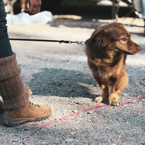kleiner brauner Tierschutzhund mit Leine braucht gerade Abstand, wirkt aber ruhig. 