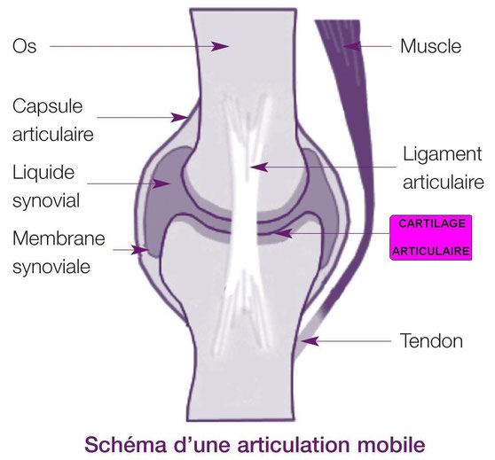 Pourquoi nos articulations craquentelles? Sciensationnelle