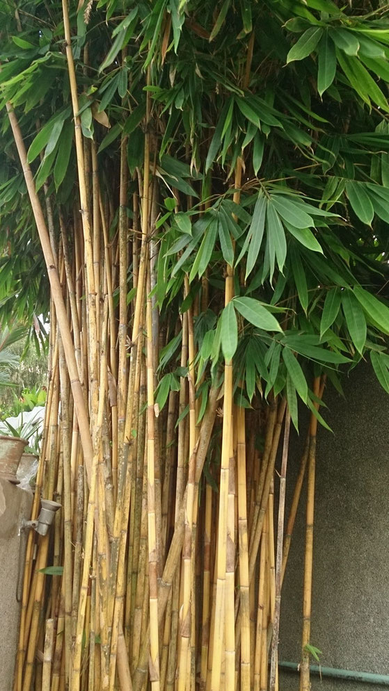 BU211F057_« Bamboo tree » par Mokkie — Travail personnel. Sous licence CC BY-SA 3.0 via Wikimedia Commons - https://commons.wikimedia.org/wiki/File:Bamboo_tree.jpg#/media/File:Bamboo_tree.jpg