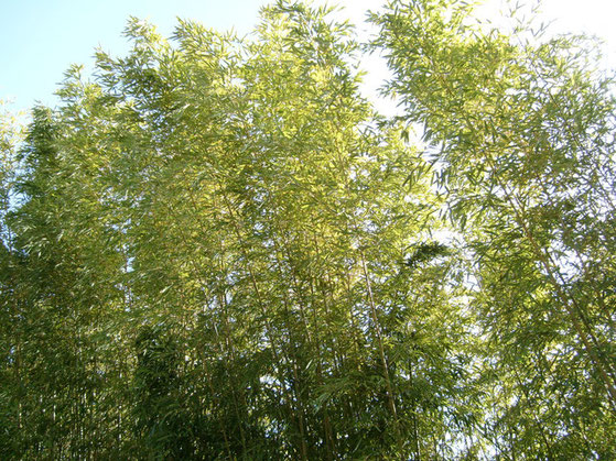 BU211F066_« Bamboo-blossom-genay-france » par François Obada — Travail personnel. Sous licence CC BY 2.5 via Wikimedia Commons - https://commons.wikimedia.org/wiki/File:Bamboo-blossom-genay-france.jpg#/media/File:Bamboo-blossom-genay-france.jpg
