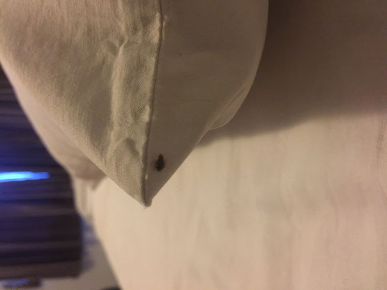 Bedbug in Phnom Penh